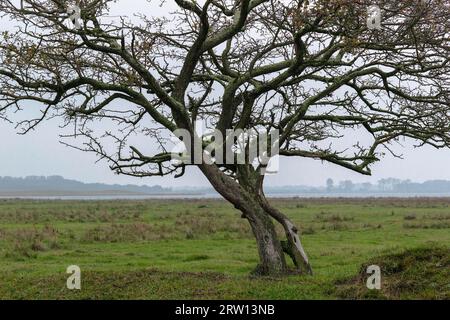 Die Insel Ummanz, Rügen, die auf dem Kubitzer und Schaproder Bodden liegt, ist schließlich die viertgrößte Insel in Mecklenburg-Vorpommern mit Stockfoto