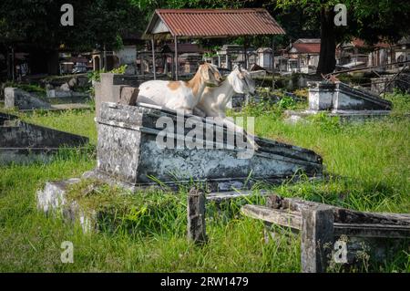 Foto von zwei weißen Ziegen, die auf einem Friedhof in Surabaya in der Provinz Java, Indonesien, sitzen Stockfoto