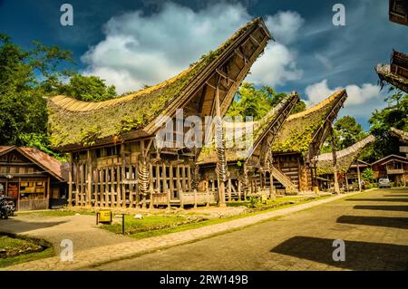 Foto von traditionellen hölzernen Tongkonans mit großem Satteldach, bedeckt mit Pflanzen in Kete Kesu, Toraja Region in Sulawesi, Indonesien Stockfoto