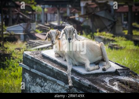 Foto von zwei weißen Ziegen, die auf einem Grabstein auf einem traditionellen Friedhof in Surabaya in der Provinz Java, Indonesien, sitzen Stockfoto