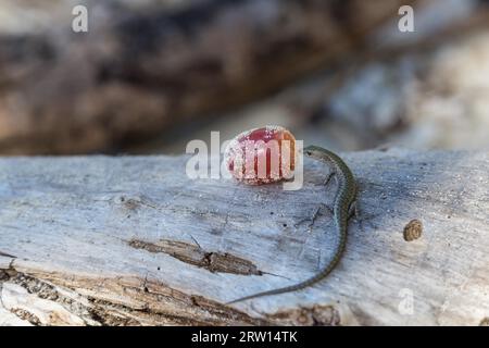 Foto eines kleinen Geckos, der eine Traube auf Dunk Island, Queensland, Australien isst Stockfoto