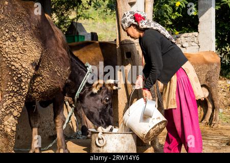 Pokhara, Nepal, 21. November 2014: Eine nepalesische Frau in traditionellem Kleid, die eine Kuh auf einem Bauernhof füttert Stockfoto