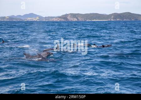 Delfine schwimmen an der Oberfläche der Bay of Islands in Neuseeland Stockfoto