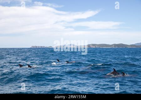 Delfine schwimmen an der Oberfläche der Bay of Islands in Neuseeland Stockfoto