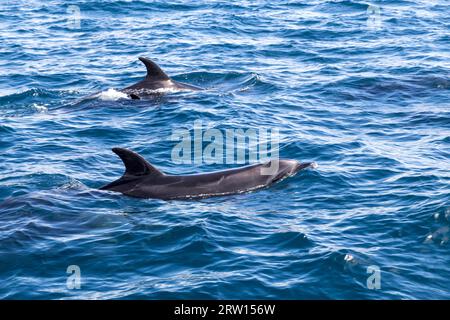 Zwei Delfine schwimmen an der Oberfläche der Bay of Islands in Neuseeland Stockfoto