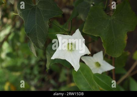 Eine weiße Blume einer Ivy Gourd-Rebe, auch bekannt als scharlachroter Kürbis (Coccinia Grandis) Stockfoto