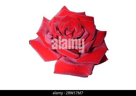 Eine blühende Blume aus zarter roter Rose isoliert auf weißem Hintergrund. Konstruktionselement. Nahaufnahme. Stockfoto