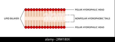 Zweischichtmembran. Polarer hydrophiler Kopf und unpolarer hydrophober Schwanz. Zellmembran. Phospholipid-bilayerte Struktur. Medizinische Diagramminfographie. Stock Vektor