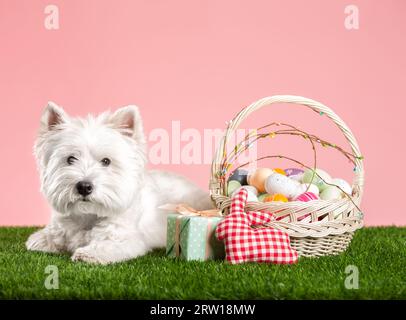 Happy Easter-Konzept. Vorbereitung auf den Urlaub. Süßer weißer Hund neben bunten Ostereiern. Frühlingskarte. Hochwertige Fotos Stockfoto