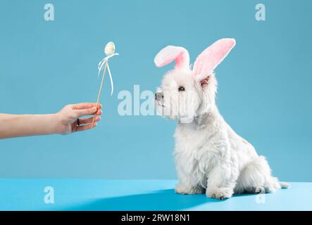 Happy Easter-Konzept. Vorbereitung auf den Urlaub. Der süße weiße Hund schaut sich Ostereier an. Frühlingskarte. Hochwertige Fotos Stockfoto