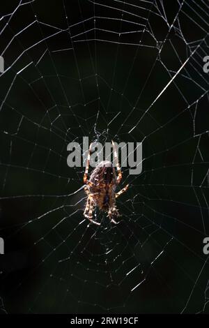 Nahaufnahme einer europäischen Gartenspinne (Diademspinne, Kreuzspinne oder Araneus diadematus), die in einem Spinnennetz sitzt. Schwarzer Hintergrund Stockfoto