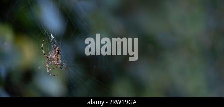 Nahaufnahme einer europäischen Gartenspinne (Diademspinne, Kreuzspinne Araneus diadematus), die in einem Spinnennetz hängt. Hintergrund für verschwommenes Laub Stockfoto