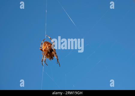 Gruseliges Spinnennetz oder Spinnennetz isoliert auf schwarzem Hintergrund, diagonal fotografiert. Fokus oben links. Leerzeichen kopieren Stockfoto