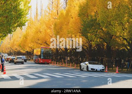 Wunderschöne Bäume mit herbstlichen Blättern, die über einer Straße gelb werden Stockfoto