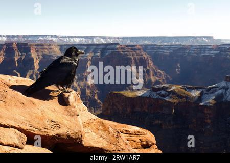 Solitary Crow on Rock mit Blick auf den Grand Canyon: Ein Moment der Besinnung Stockfoto