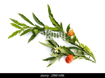 Solanum pseudocapsicum oder Jerusalem Kirschzweig isoliert auf weißem Hintergrund Stockfoto