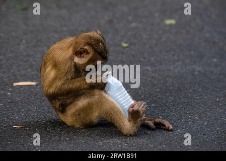 Ein junger Schweineschwanz-Makaken spielt mit einer weggeworfenen Plastiktrinkflasche Stockfoto