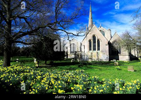 Narzissen in St Mary und St Nicolas Church, Spalding Town; Lincolnshire County; England; Vereinigtes Königreich Stockfoto