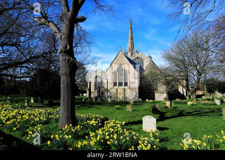 Narzissen in St Mary und St Nicolas Church, Spalding Town; Lincolnshire County; England; Vereinigtes Königreich Stockfoto