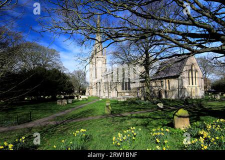 Narzissen in St Mary und St Nicolas Church, Spalding Town; Lincolnshire County; England; Vereinigtes Königreich Stockfoto