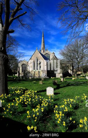 Narzissen in St Mary und St Nicolas Church, Spalding Town; Lincolnshire County; England; Vereinigtes Königreich Stockfoto