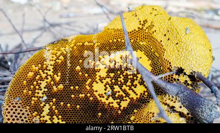 Honigwabe und Biene oder APIs florea auf Akazienbaum und verschwommenem Hintergrund. Detail der Wabenstruktur mit wilden APIs mellifera Carnica oder Western Honey Stockfoto