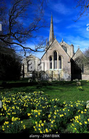 Narzissen in St Mary und St Nicolas Church, Spalding Town; Lincolnshire County; England; Vereinigtes Königreich Stockfoto