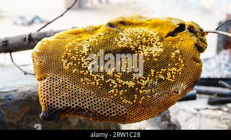 Honigwabe und Biene oder APIs florea auf Akazienbaum und verschwommenem Hintergrund. Detail der Wabenstruktur mit wilden APIs mellifera Carnica oder Western Honey Stockfoto