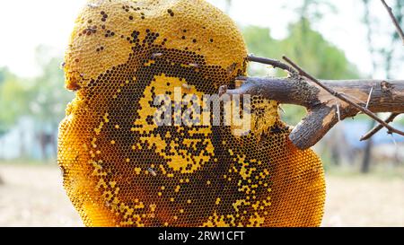 Honigwabe und Biene oder APIs florea auf Akazienbaum und verschwommenem Hintergrund. Detail der Wabenstruktur mit wilden APIs mellifera Carnica oder Western Honey Stockfoto