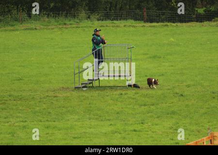 Diogo Ruiz Santos und Capitão Fort Reno konkurrieren beim World Sheepdog Trials 2023 Young Handler Halbfinale für Brasilien auf der Gill Hall Farm, Dromore, NI Stockfoto