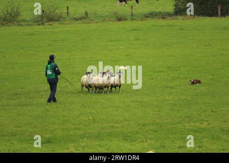 Diogo Ruiz Santos und Capitão Fort Reno konkurrieren beim World Sheepdog Trials 2023 Young Handler Halbfinale für Brasilien auf der Gill Hall Farm, Dromore, NI Stockfoto