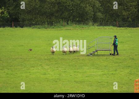 Diogo Ruiz Santos und Capitão Fort Reno konkurrieren beim World Sheepdog Trials 2023 Young Handler Halbfinale für Brasilien auf der Gill Hall Farm, Dromore, NI Stockfoto