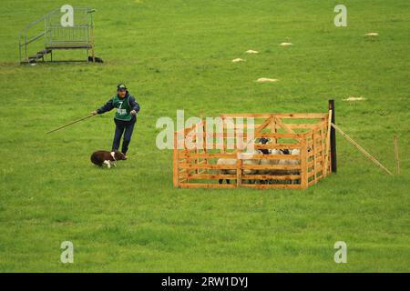 Diogo Ruiz Santos und Capitão Fort Reno konkurrieren beim World Sheepdog Trials 2023 Young Handler Halbfinale für Brasilien auf der Gill Hall Farm, Dromore, NI Stockfoto