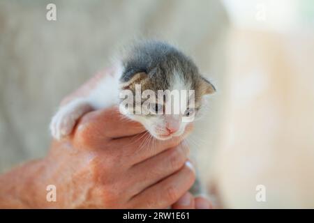 Kleines flauschiges Kätzchen in den Händen seines Besitzers auf weißem Hintergrund Stockfoto