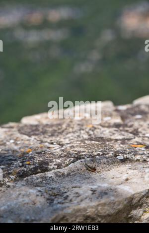 Orange Grashüpfer sitzt auf einer Steinmauer und genießt die Aussicht Stockfoto