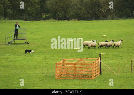 Jack Morgan Howells und Dog Nip arbeiten zusammen beim World Sheepdog Trials Young Handler Competition 2023 Stockfoto