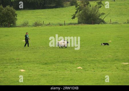 Jack Morgan Howells und Dog Nip arbeiten zusammen beim World Sheepdog Trials Young Handler Competition 2023 Stockfoto