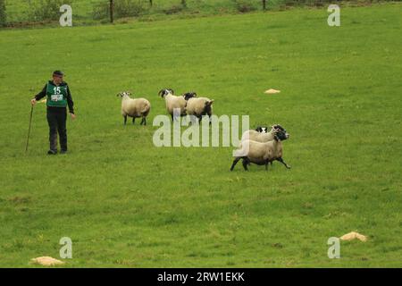 Jack Morgan Howells und Dog Nip arbeiten zusammen beim World Sheepdog Trials Young Handler Competition 2023 Stockfoto