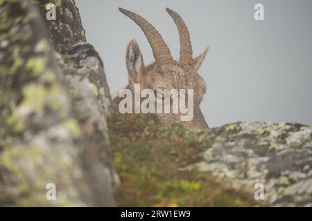 Steinbock in den Schweizer Alpen Stockfoto