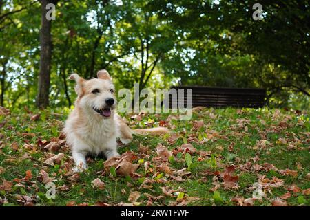 Niedlicher Hund, der auf Gras zwischen herbstlichen Blättern im Park sitzt Stockfoto