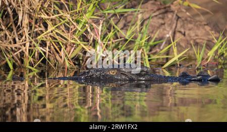 Salzwasserkrokodil, Northern Territory, Australien. Stockfoto