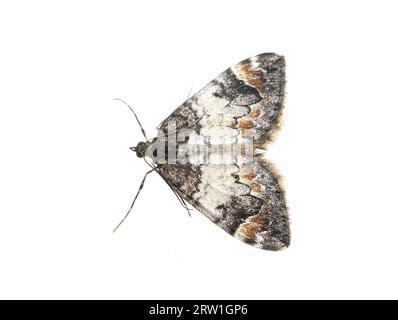 Gemeine Marmorteppichmotte Dysstroma truncata auf weißem Hintergrund Stockfoto