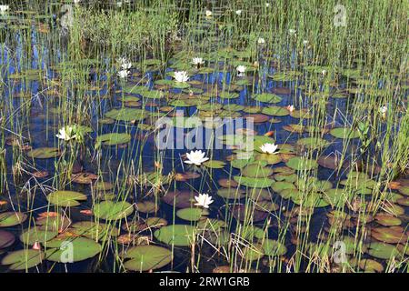 Weiße Seerosen Nymphaea alba in einem natürlichen Teich im Wald wachsenden Stockfoto