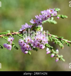 Calluna vulgaris gewöhnliche heiserne rosa Blüten auf grünem Hintergrund Stockfoto