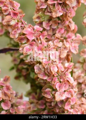 Rotes Saatgut aus der Curled Dock Plant Rumex Crispus Close-Up Stockfoto