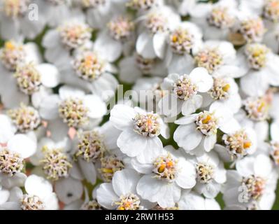 Closeup auf weißer Schafgarbe-Wildblume Achillea millefolium Stockfoto
