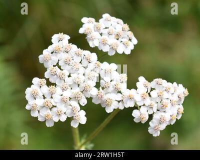 Closeup auf weißer Schafgarbe-Wildblume Achillea millefolium Stockfoto