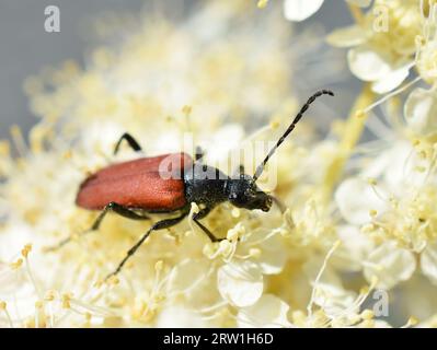 Weibchen des Langhornkäfers Anastrangalia sanguinolenta an einer Blume Stockfoto