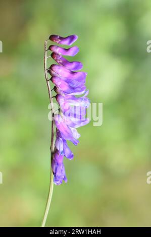 Closeup auf violetten Blüten auf einer wilden Vicia cracca Kuhwickenpflanze Stockfoto