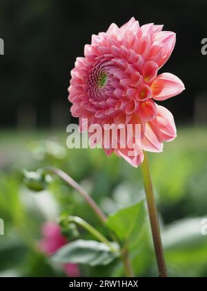 Rosafarbene Dahlien vor einem Dahlienfeld Stockfoto